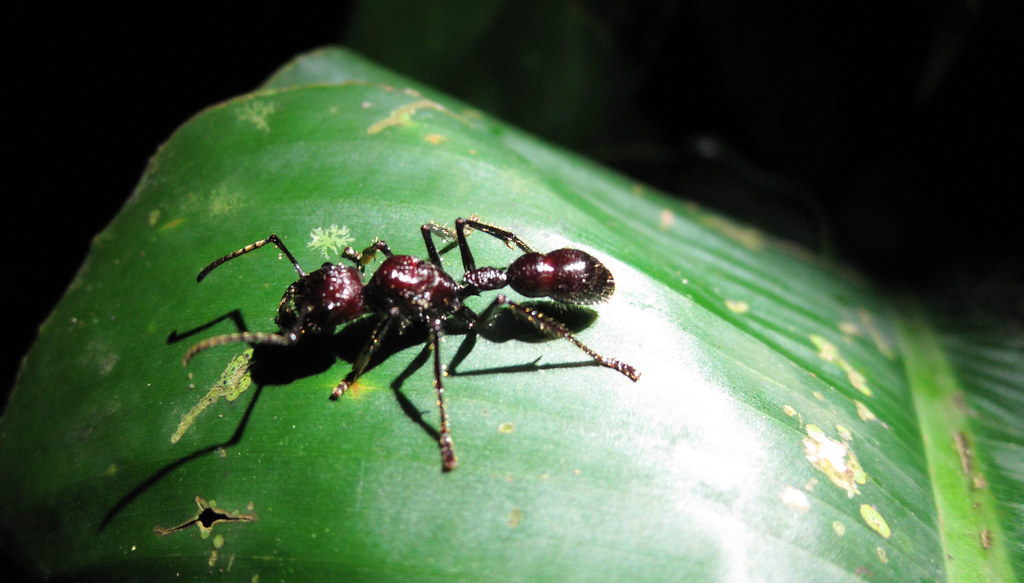 Bullet Ant The infamous bullet ant, largest of all ants, d… Flickr