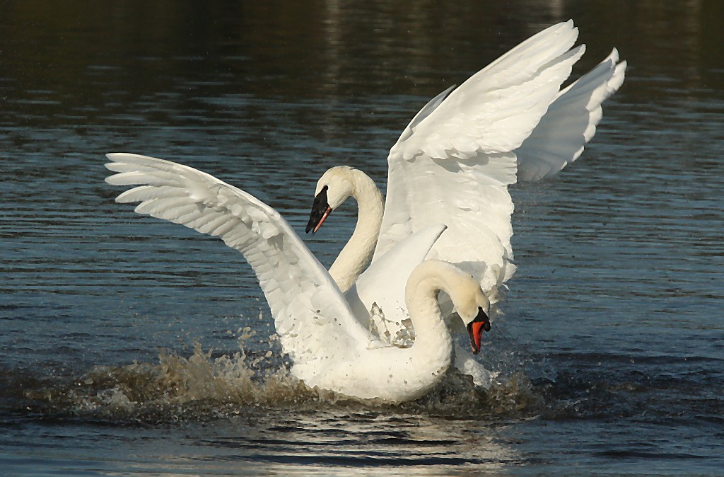Mute Swan and Trumpeter Swan hanna cowpe Flickr