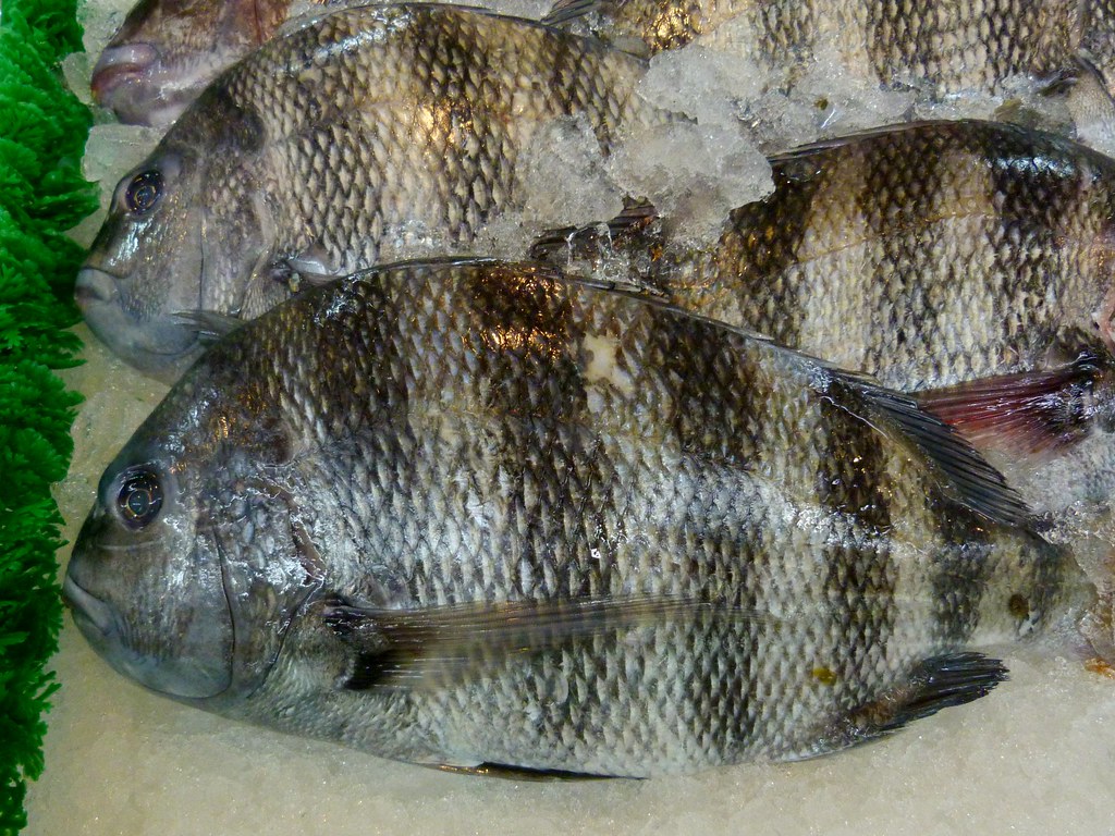 Thrifty Market, Palm Bay/Melbourne FL Fish on Ice Rusty Clark