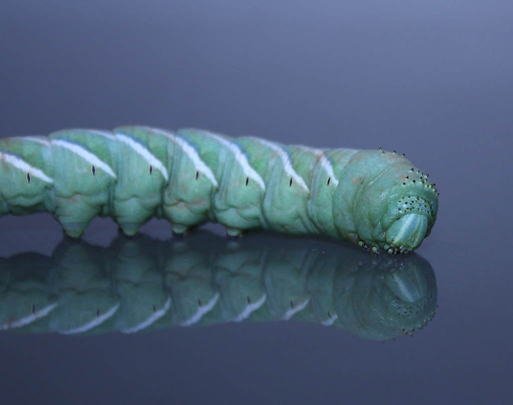 Hawk moth Caterpillar 201102023 00229 Kingdom=Animalia Sub… Flickr
