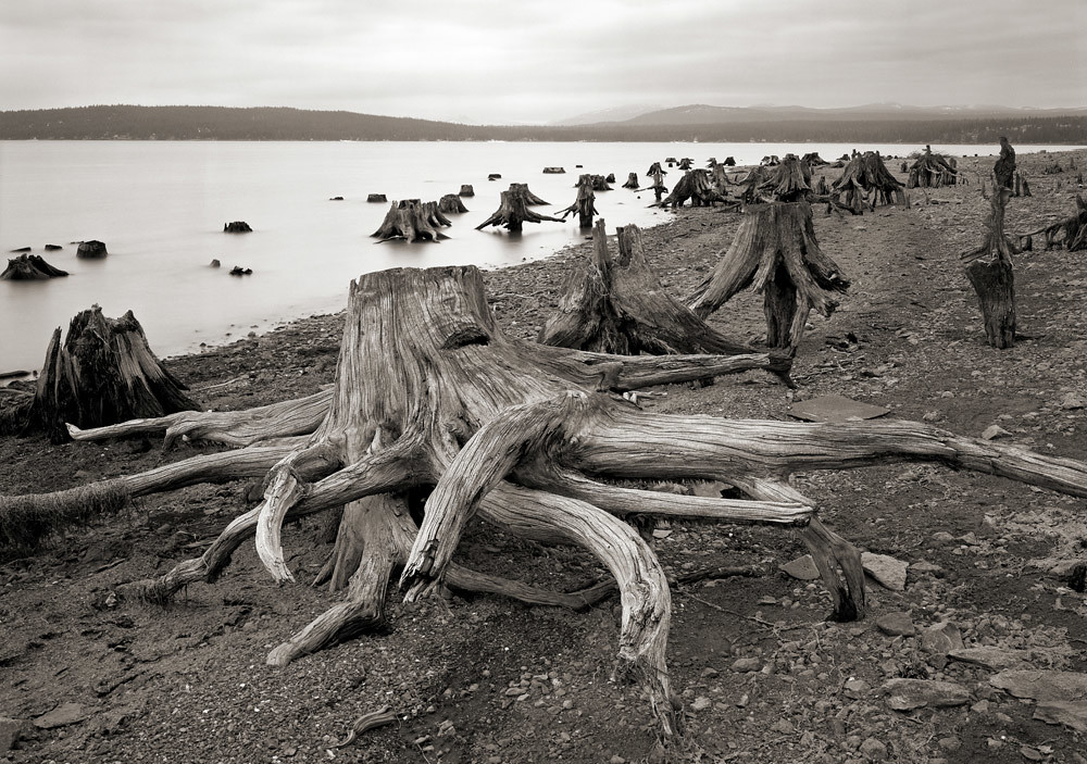 Stumps, Lake Almanor Austin Granger Flickr