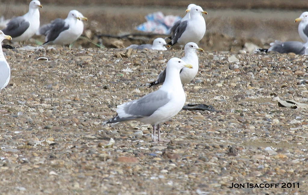 "Olympic" GullAsotin Landfill, WA03112011 Not a pure G… Flickr