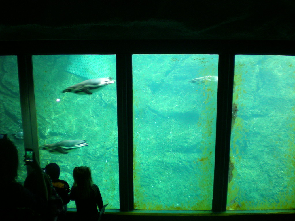 Oregon Zoo 32011 The Oregon Zoo was founded in 1888, maki… Flickr