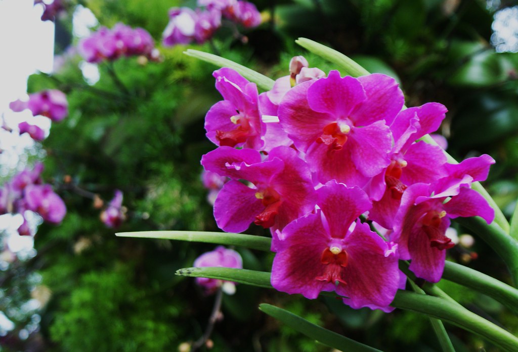 Little Brook Orchids (Vanda Taib 'Strawberry') Karl Gercens Flickr