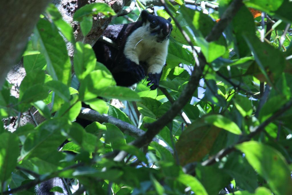 Gibbon of NE India Flickr