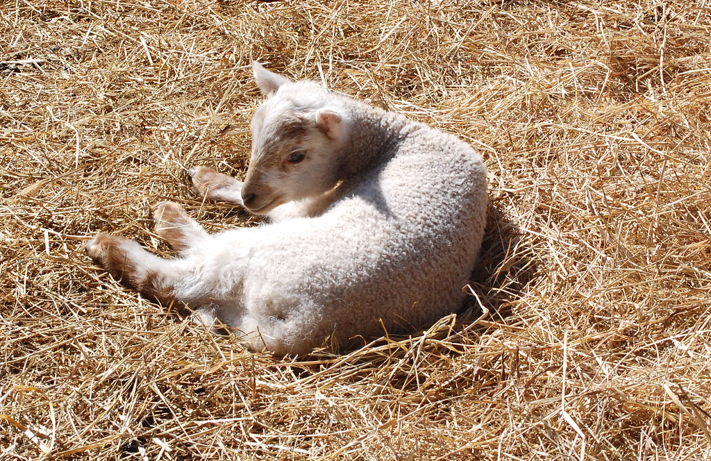 Untitled Coggeshall Farm Museum Flickr
