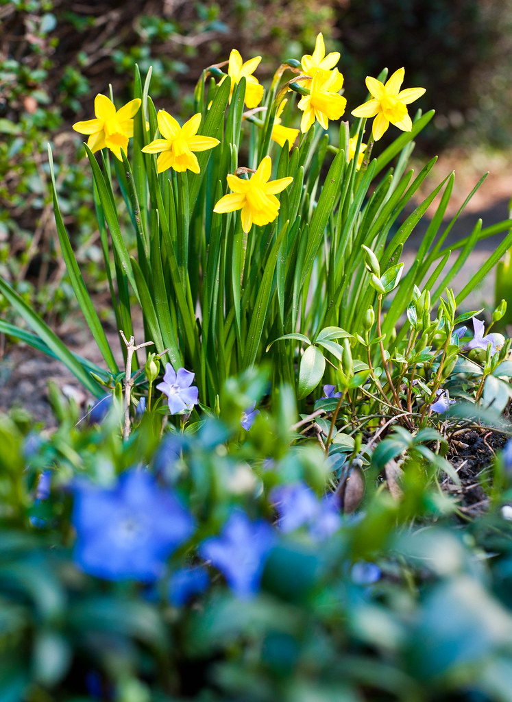Project 365 Day 132 Easter flower dgeert Flickr