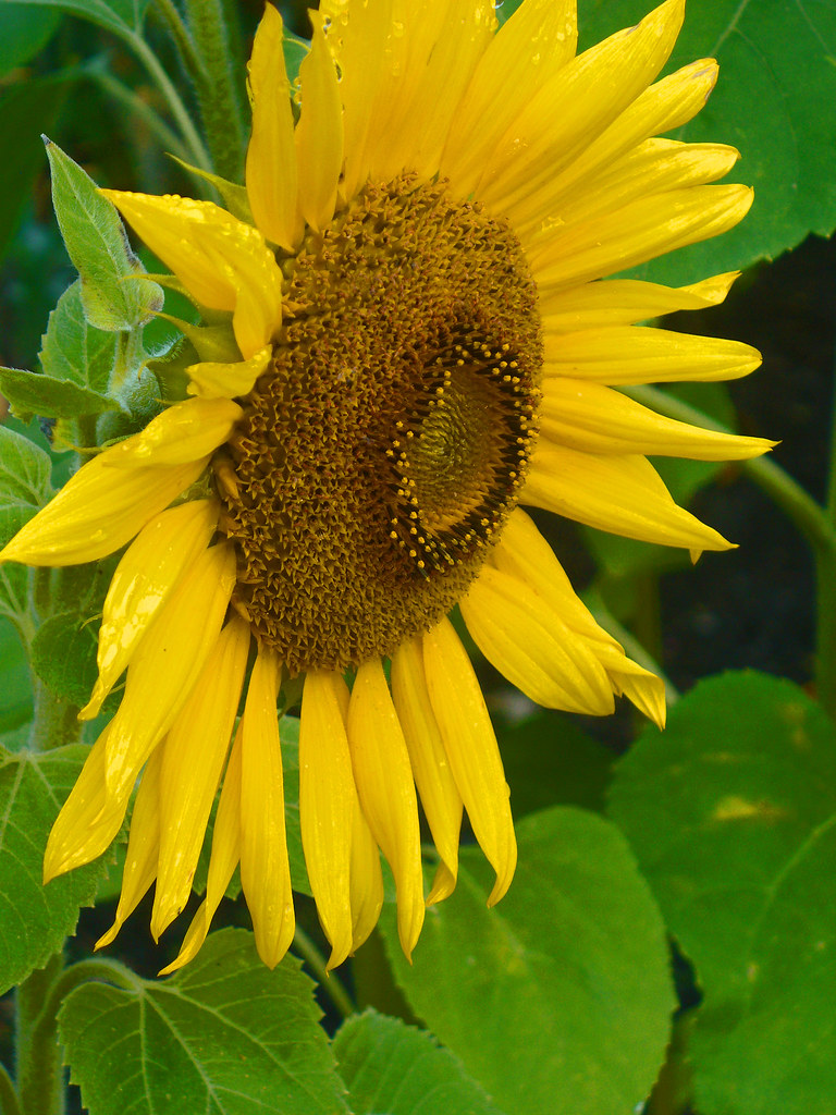 Sunflower. Sunflowers are my favourite flower, they remind… Flickr