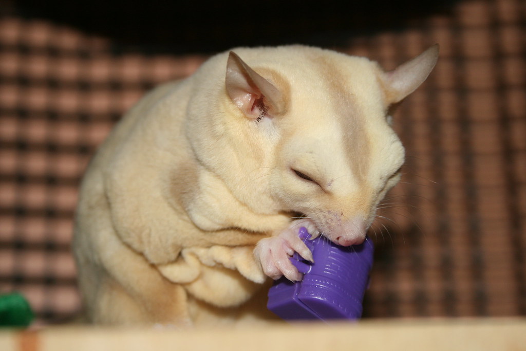 Creamino Sugar Glider