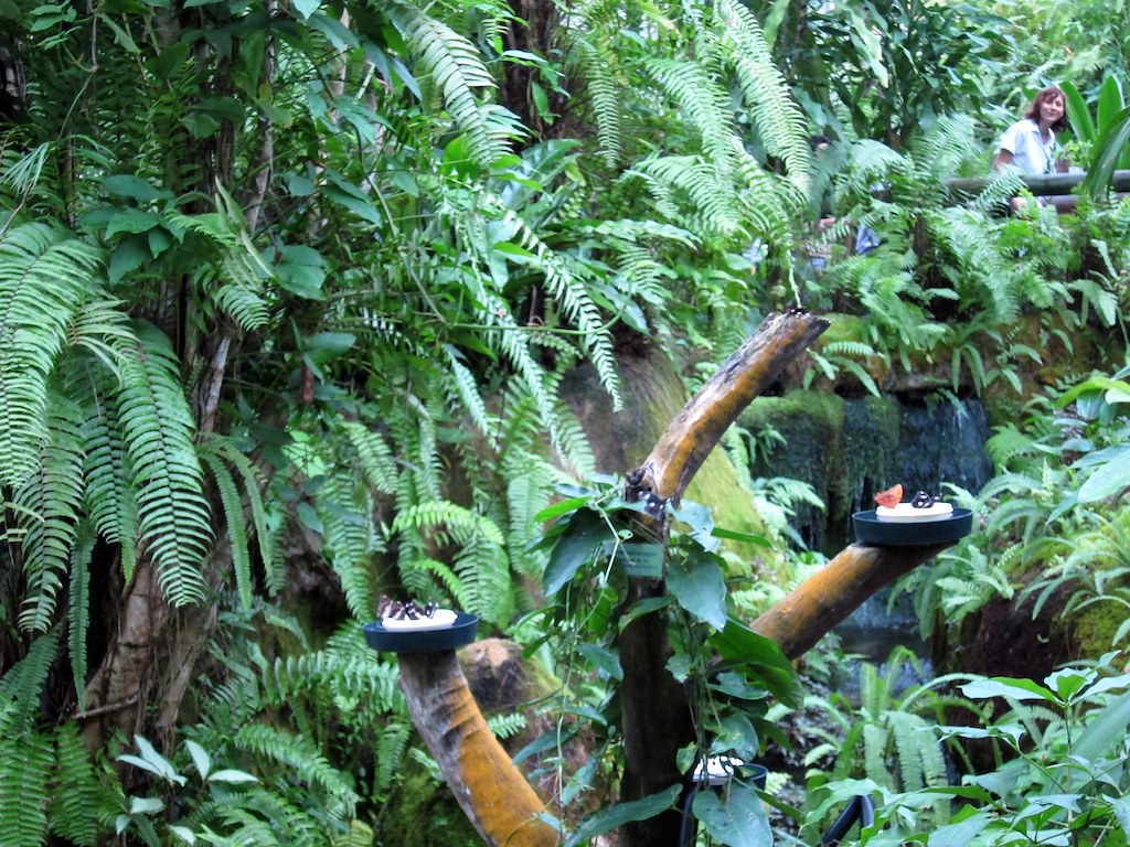 Kuranda Day trip to Kuranda, near Cairns, in Queensland Au… Flickr