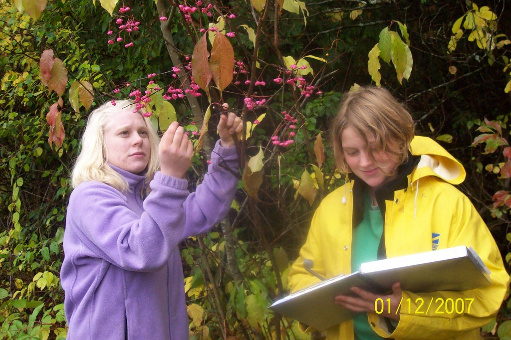 Burning Bush Sterling 2009 send to sharon plumb Vermont Invasives