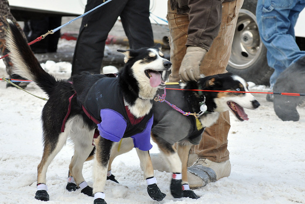 110305FSO352018 Dogs from musher Michelle Phillips' tea… Flickr