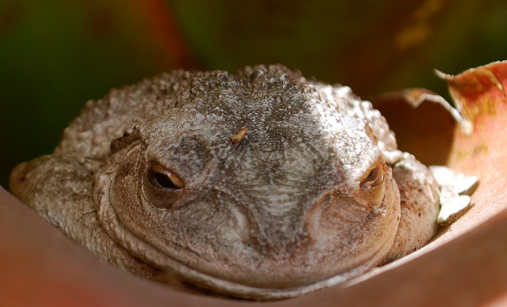 Cuban Tree Frog. Cuban Tree Frog. Key West, Florida Shelby