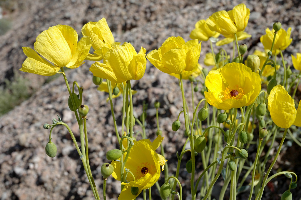 Spring Wildflowers in the Nevada Desert Las Vegas bear pop… Flickr