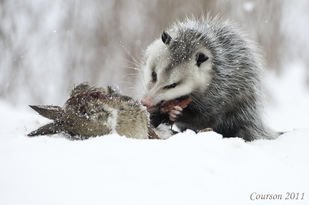 opossum eating rabbit for lunch And to think I could have … Flickr
