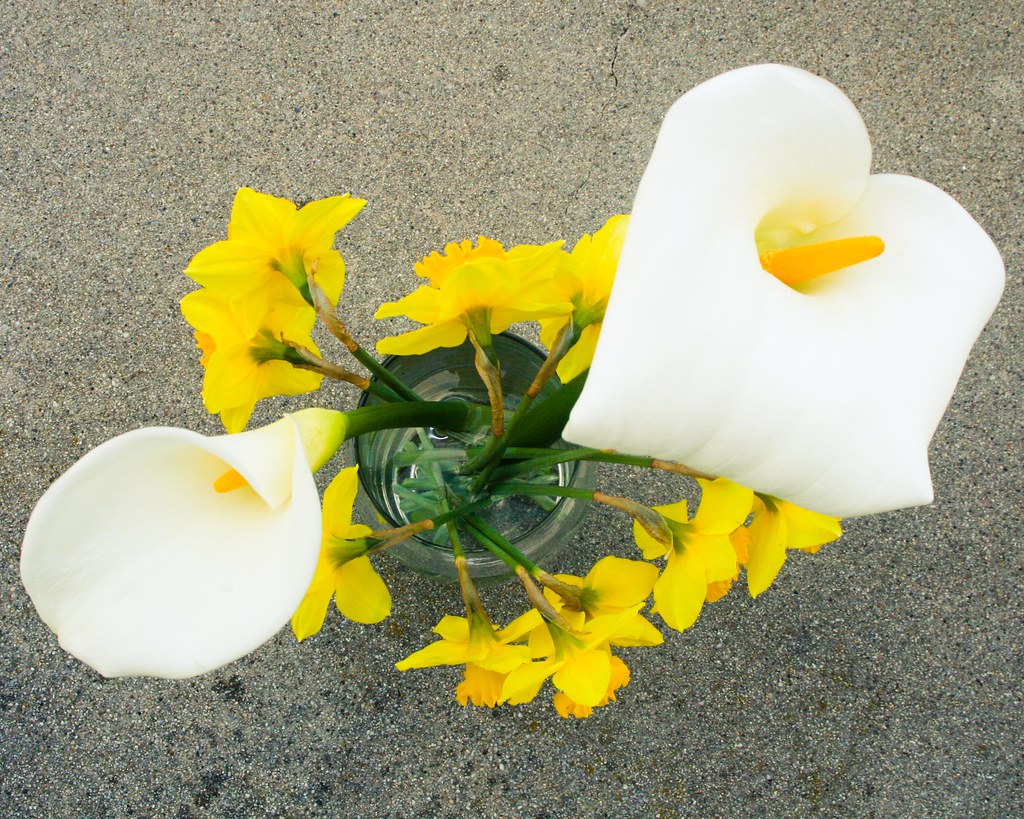Calla Lilies and Daffodils Daffodils in late February, how… Flickr