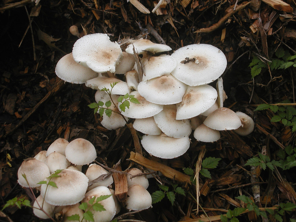 P1010006 fungus on wood chips Larry Petersen Flickr