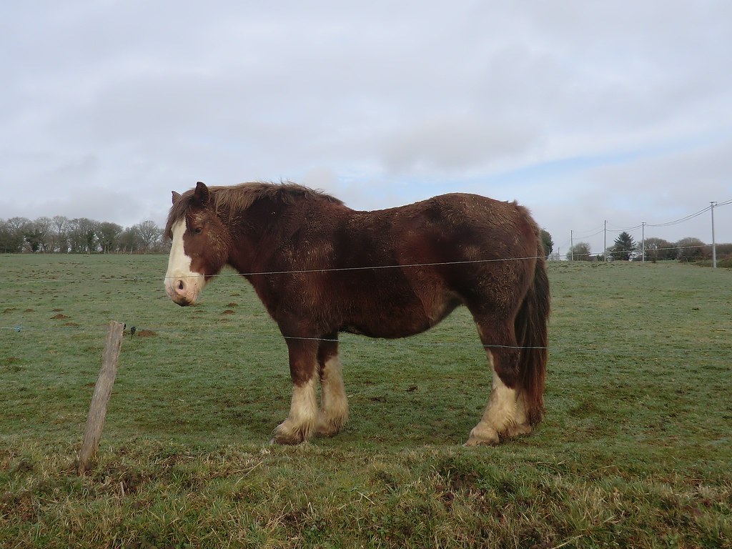 All sizes Breton Horse Flickr Photo Sharing!