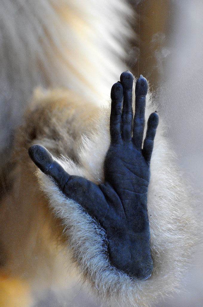 Gibbon Terra Natura, Spain. Nikon D300 with 70300 VR Archangel12