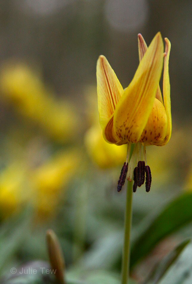 The Trout Lilies of Wolf Creek 2011 You can learn more h… Flickr