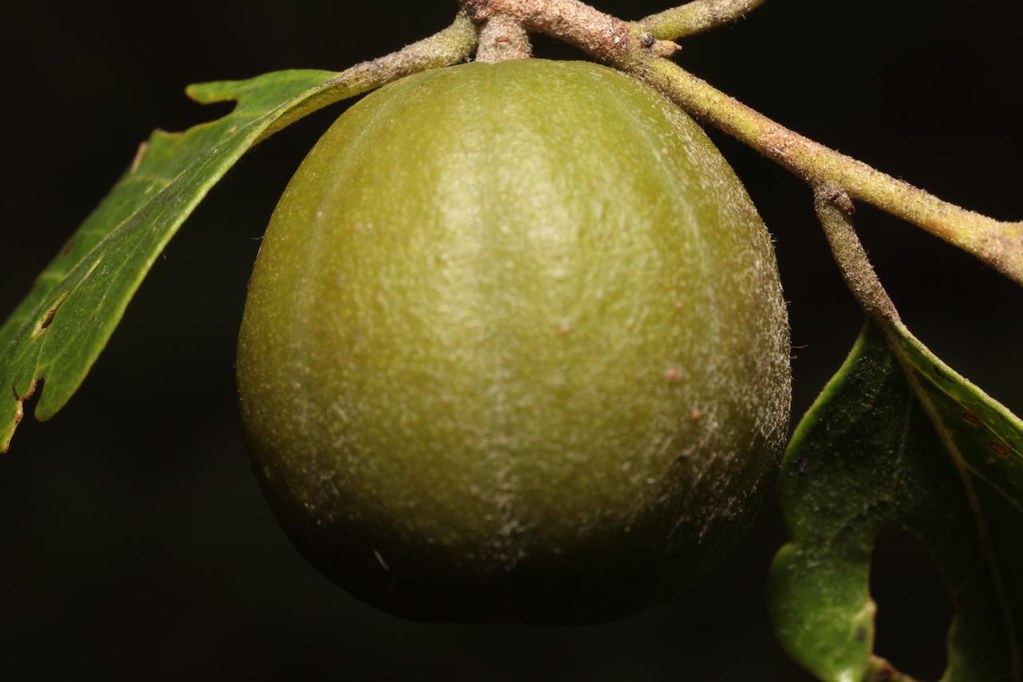 Quinine Bush immature fruit (Petalostigma pubescens), Darw… Flickr