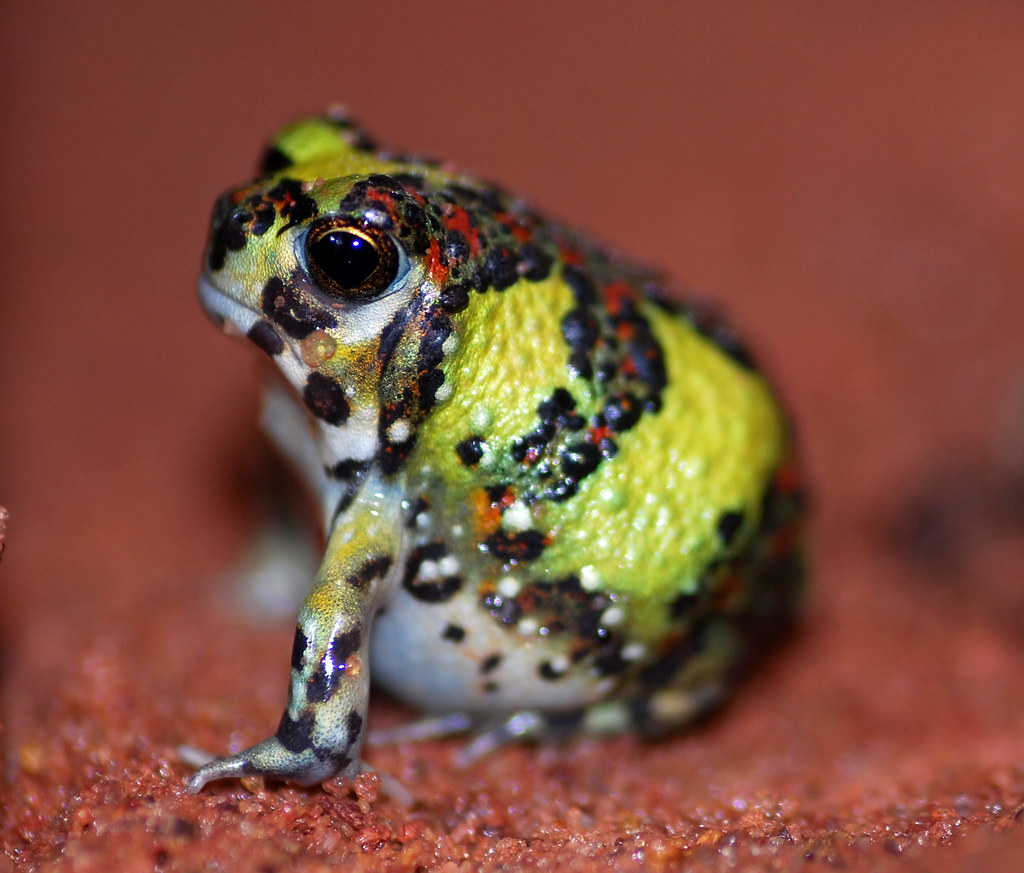 Notaden Crucifix Frog, Holy Cross Frog. mDSC_22… Flickr