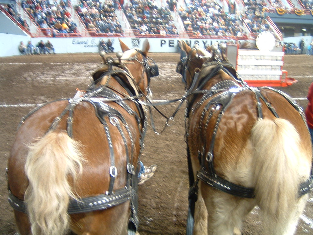 Horse Pulling contest PA Farm Show (2007). Harrisburg, PA.… Flickr