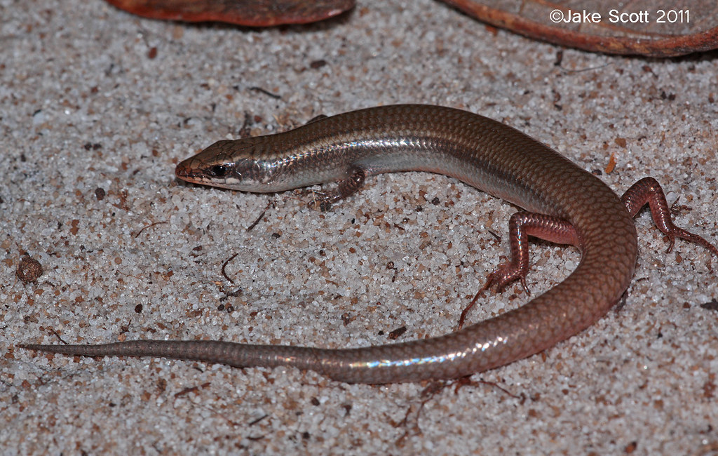 Bluetailed Mole Skink (Eumeces egregius lividus) Blue