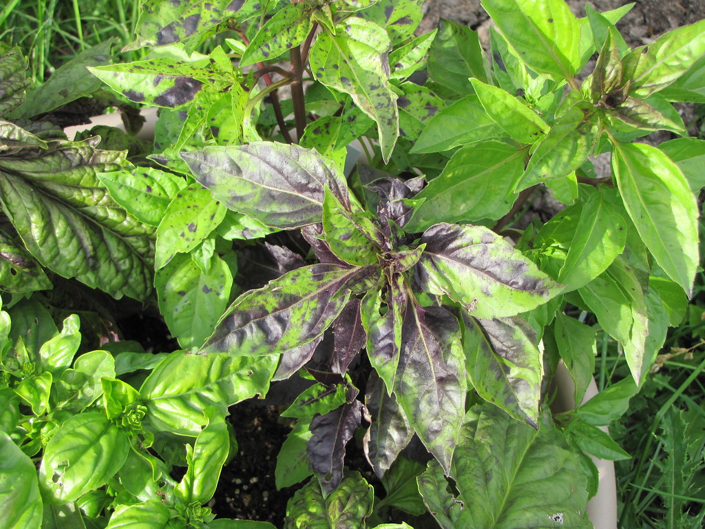 Purple Ruffles Basil bitsy alturas Flickr