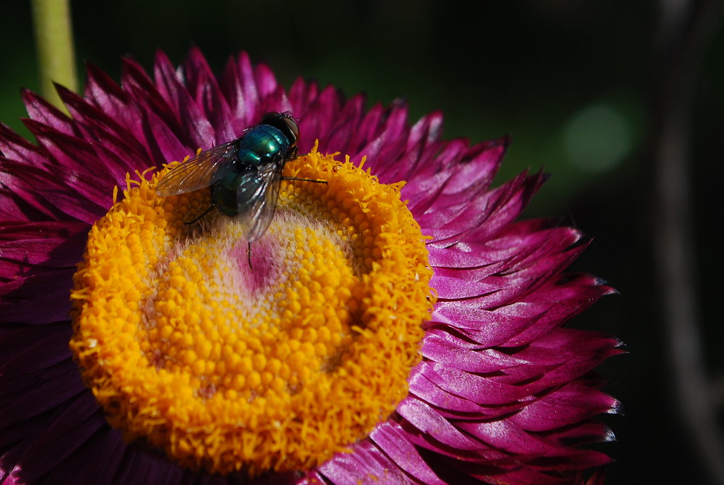 fly on Helichrysum bractatum Also called "monster pink"… Flickr