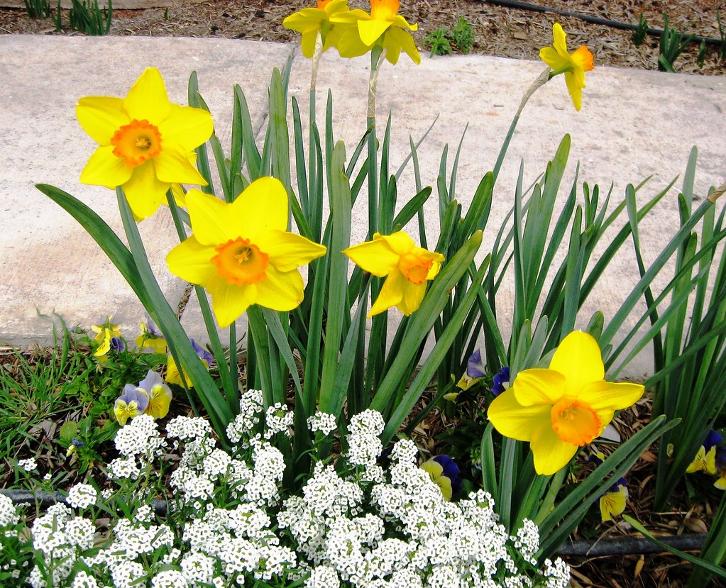 Daffodil Ceylon, 031011 Ceylon is Bill's favorite daffod… Flickr