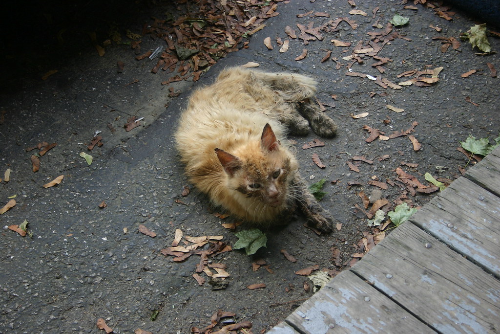 insulation cat This is Insulation Cat, as he looked some t… Flickr