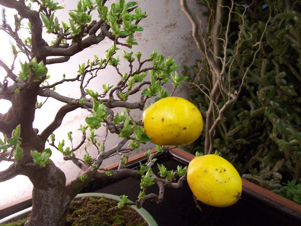 Can We Eat Bonsai Tree Fruits Fruit Trees