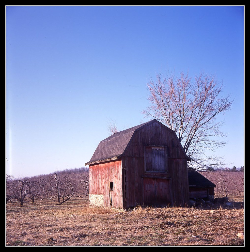 RDPIII0635 Apple orchard in Hollis, NH. Michael Costolo Flickr
