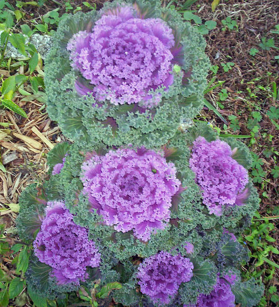 flowering_kale A flowering kale plant I had in th… Flickr