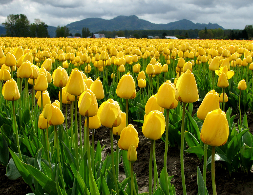 Plethora of yellow tulips Lynn DavisonSuckow Flickr
