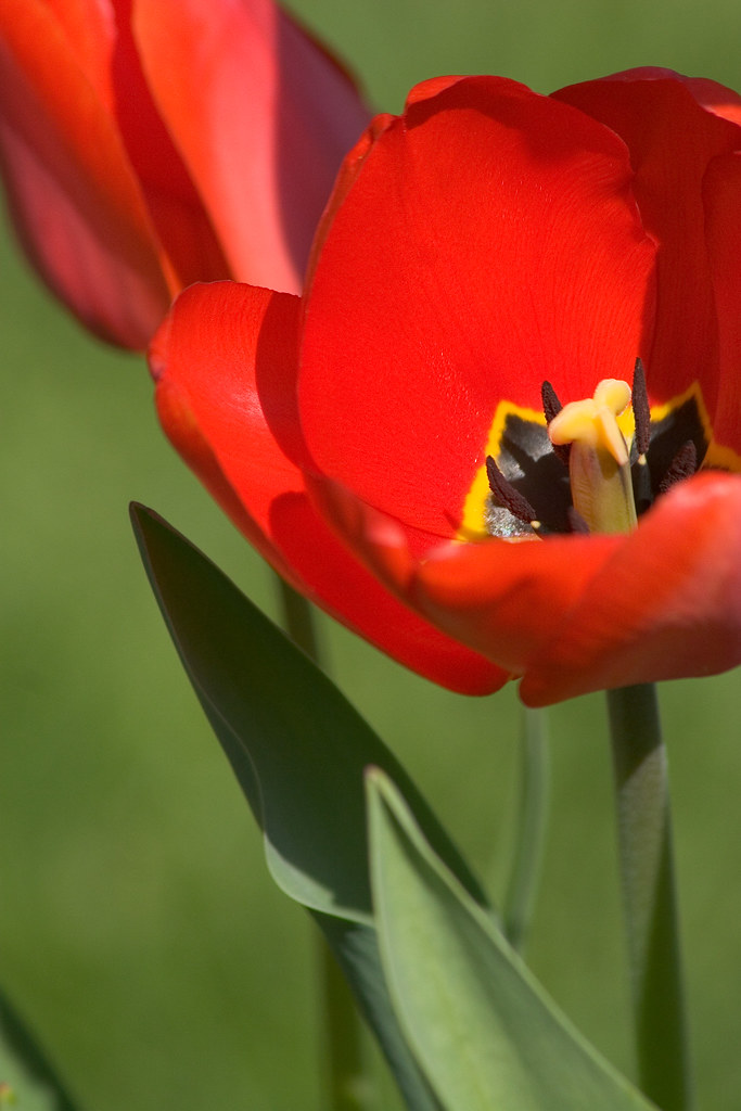 tulips Elizabeth Park , Hartford Barry Donaghue Flickr