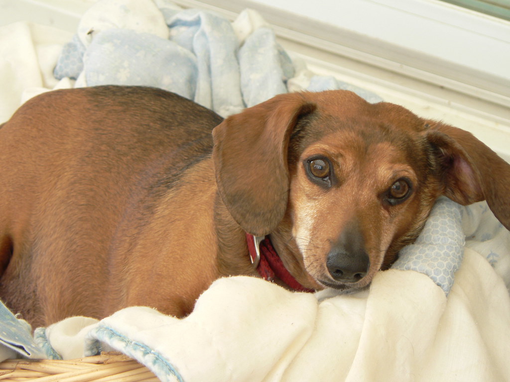 Wiener Dog Chaser DC Lies Flickr