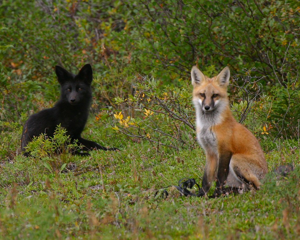 Red and Black fox Fox pups one Silver Morph Ed Bouvier Flickr