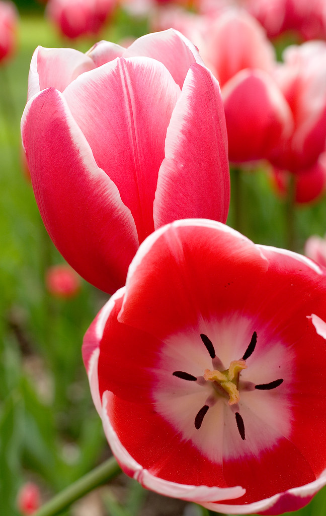 tulips Elizabeth Park, Hartford Barry Donaghue Flickr