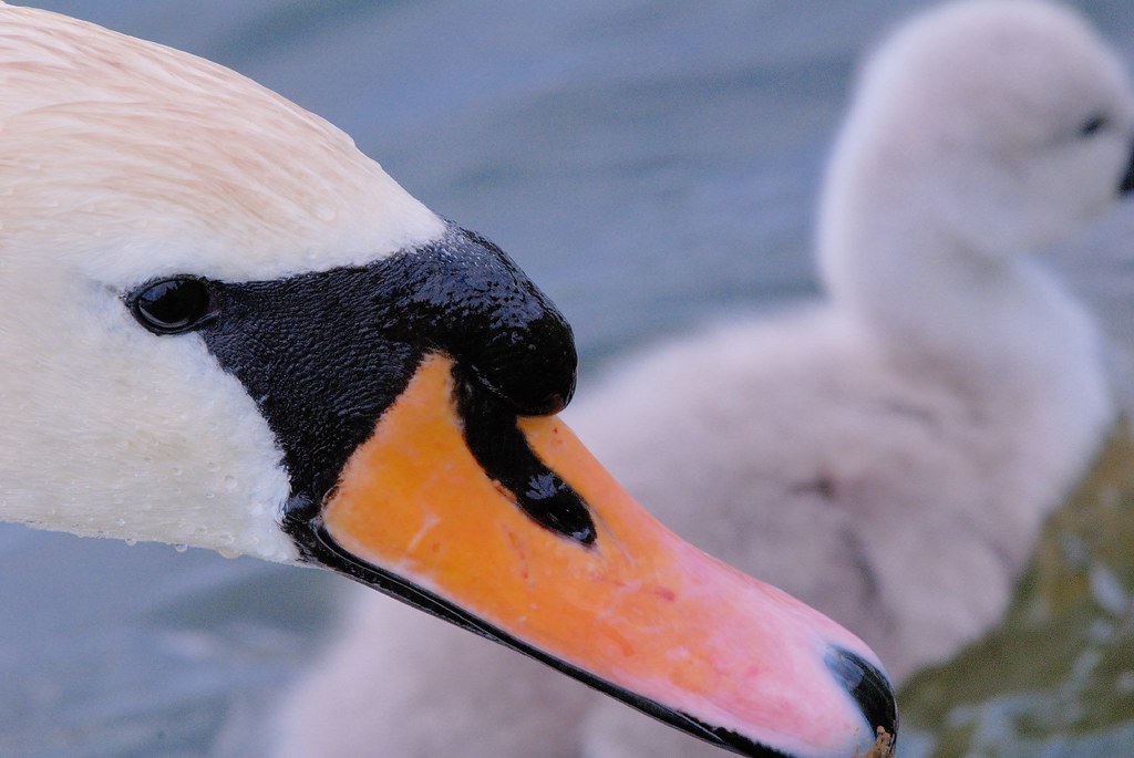 Watchful Eye Swan and near Ware 070506 Rivertay07 thanks
