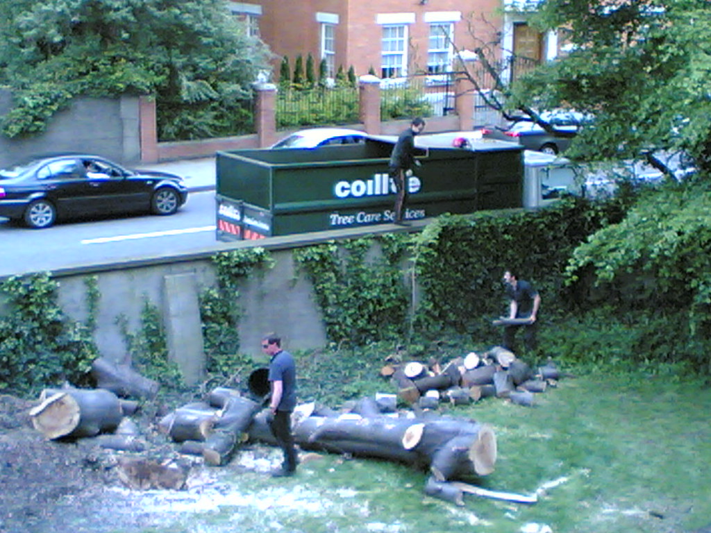 How to Dismantle a Tree Jenifer Hanen Flickr