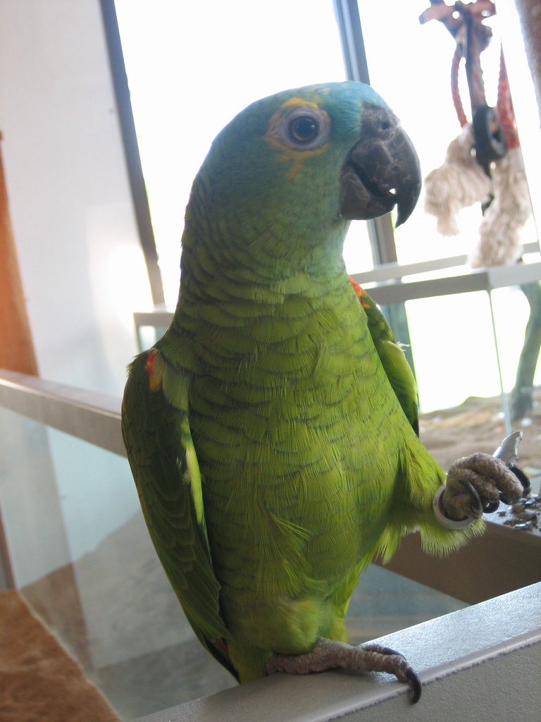 Parrot eating plastic Greg Sampson Flickr