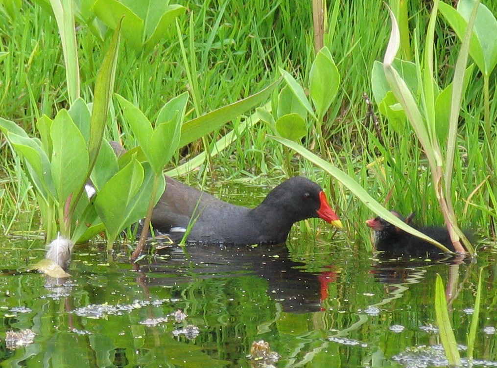 moorhen feeding chick 11.6.06 Moorhen feeding one of its c… Flickr