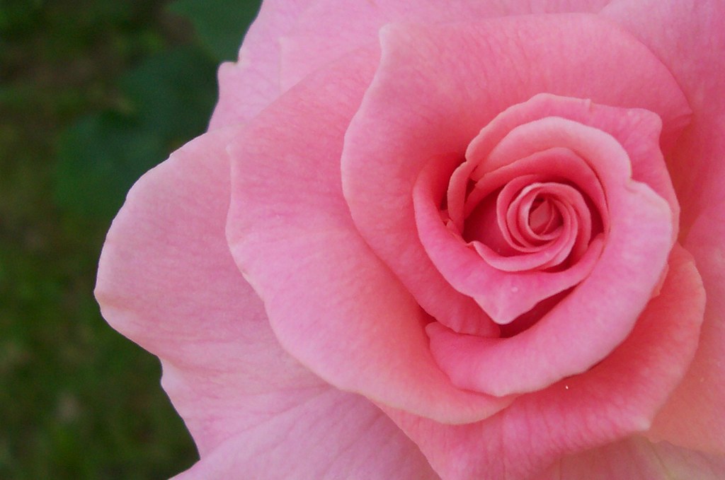 Rose Close up of a rose. Katie Bradley Flickr
