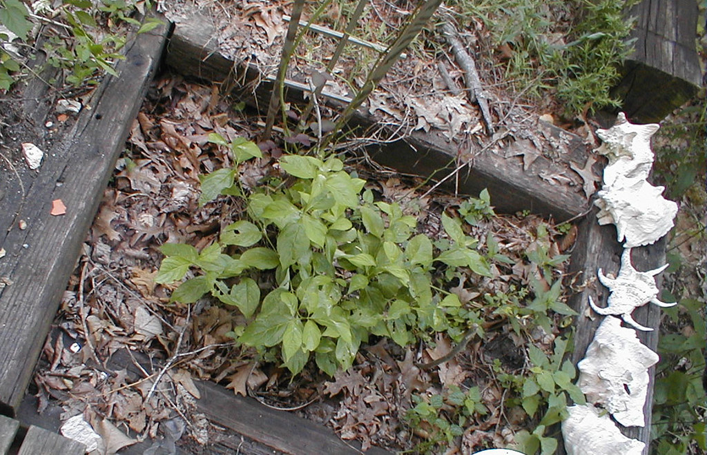 dogwood My neighbor was cutting down trees in his yard. I … Flickr