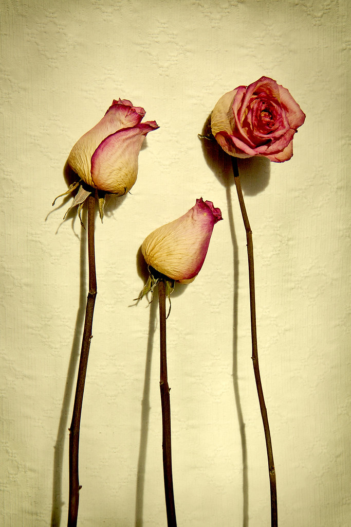 DPS Assignment Still LifeFlowers Jealousy Hanemu Flickr