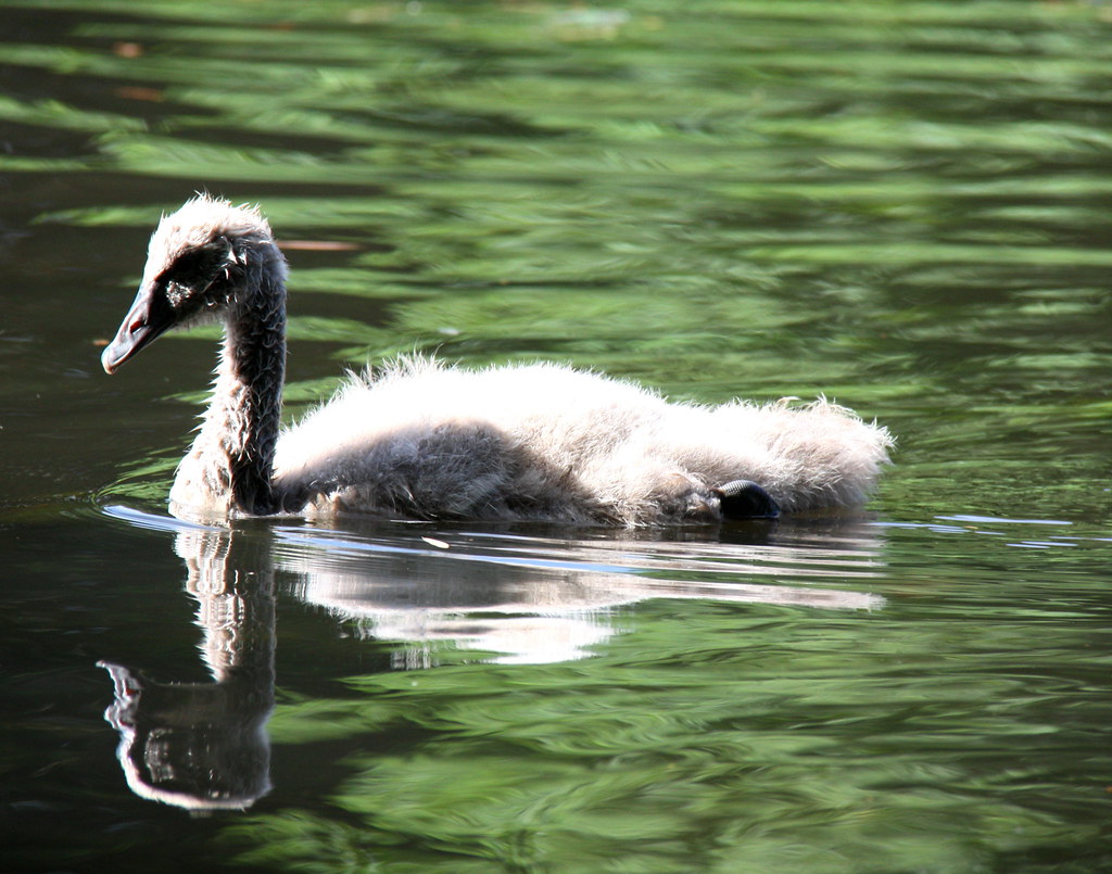 the ugly duckling nearly a Swan. Carlos Silvestre Flickr