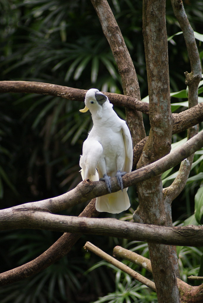 Cockatoo Singapore Zoo rvils Flickr
