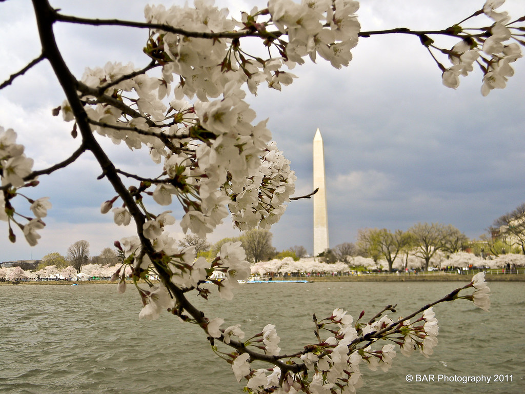National Cherry Blossoms Festival Day 7 Washington Mon… Flickr